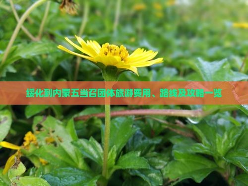 绥化到内蒙五当召团体旅游费用、路线及攻略一览