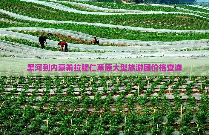黑河到内蒙希拉穆仁草原大型旅游团价格查询