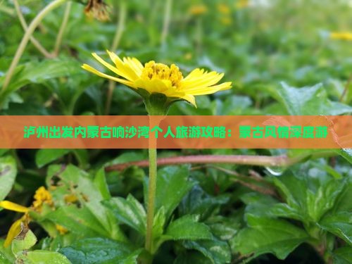 泸州出发内蒙古响沙湾个人旅游攻略：蒙古风情深度游