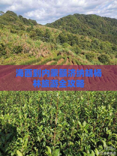 海西到内蒙额济纳胡杨林旅游全攻略