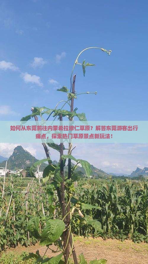 如何从东莞前往内蒙希拉穆仁草原？解答东莞游客出行痛点，探索热门草原景点新玩法！
