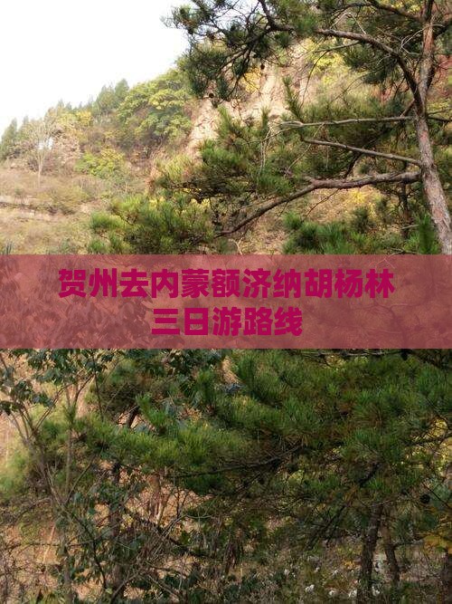 贺州去内蒙额济纳胡杨林三日游