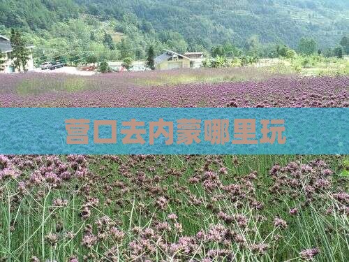 营口去内蒙哪里玩