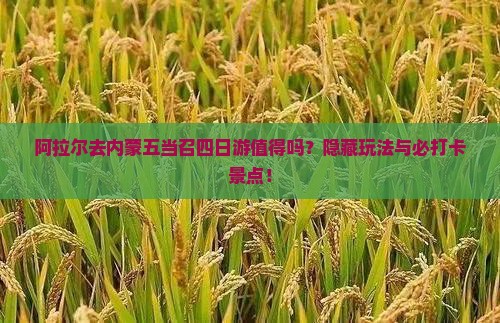 阿拉尔去内蒙五当召四日游
