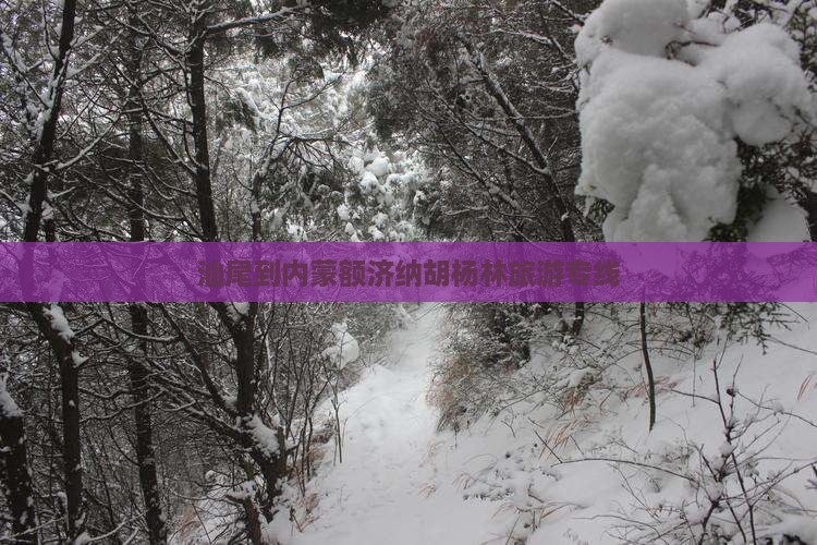 汕尾到内蒙额济纳胡杨林旅行社