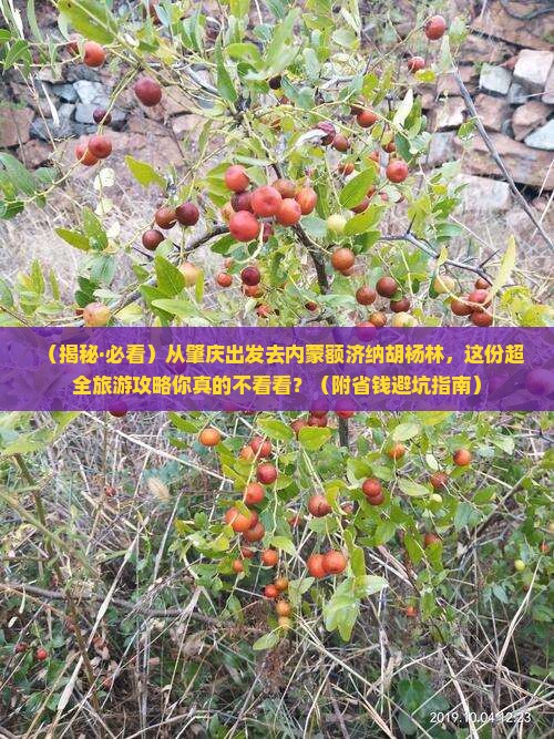 肇庆到内蒙额济纳胡杨林大型旅游团