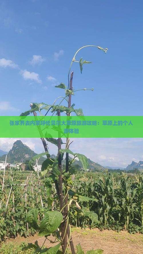 张家界去内蒙呼伦贝尔大草原个人游