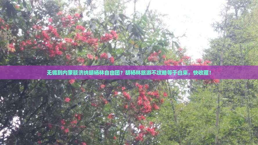 无锡到内蒙额济纳胡杨林自由团？胡杨林旅游不攻略等于白来，快收藏！
