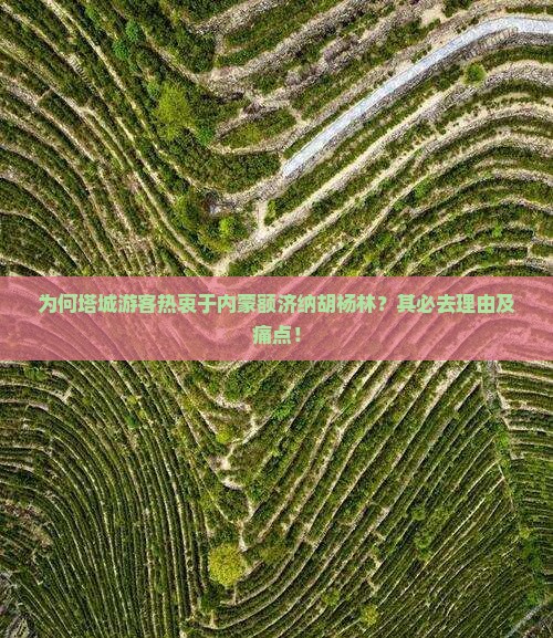 为何塔城游客热衷于内蒙额济纳胡杨林？其必去理由及痛点！
