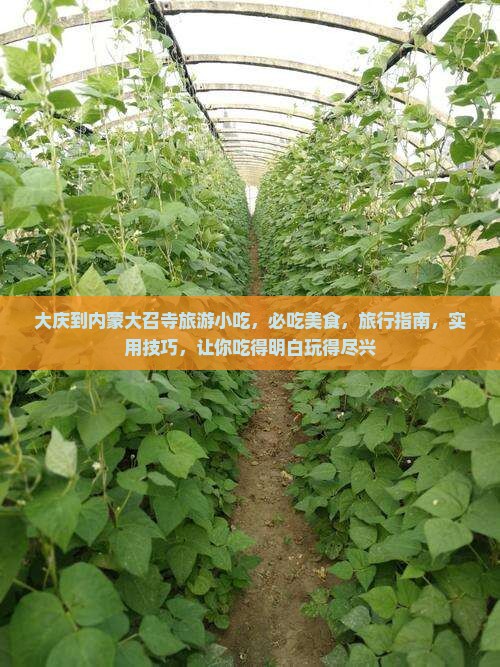 大庆到内蒙大召寺旅游小吃