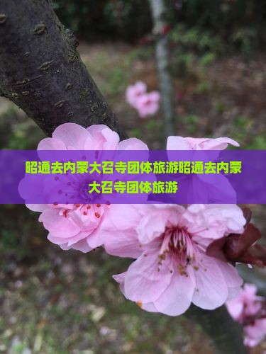 昭通去内蒙大召寺团体旅游