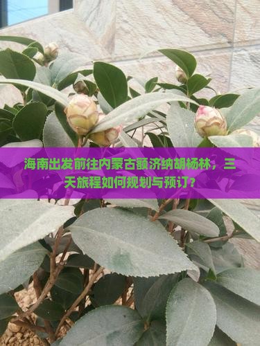 海南出发前往内蒙古额济纳胡杨林，三天旅程如何规划与预订？