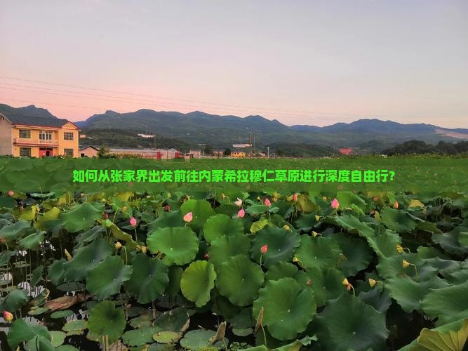 如何从张家界出发前往内蒙希拉穆仁草原进行深度自由行？