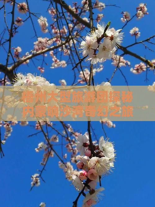 梧州大型旅游团探秘内蒙响沙湾奇幻之旅