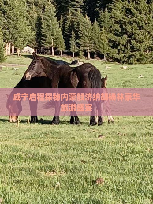 咸宁启程探秘内蒙额济纳胡杨林豪华旅游盛宴