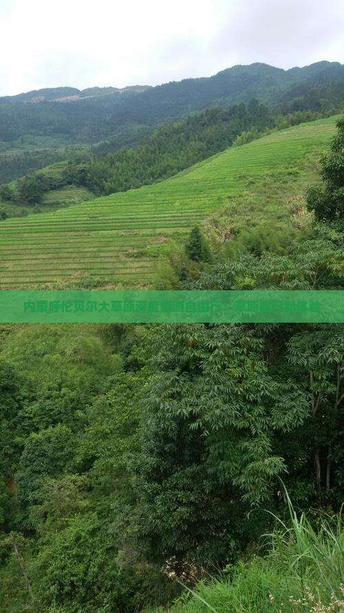 内蒙呼伦贝尔大草原深度旅游自由行：草原旅行新体验