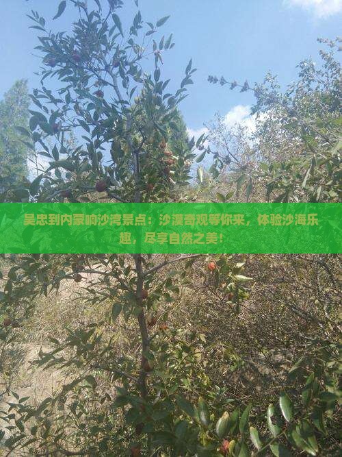 吴忠到内蒙响沙湾景点