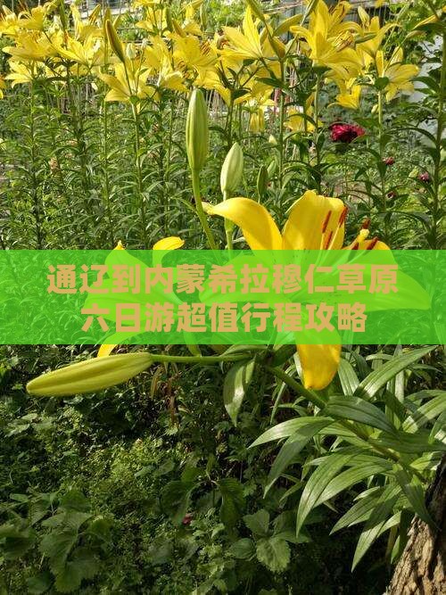 通辽到内蒙希拉穆仁草原六日游