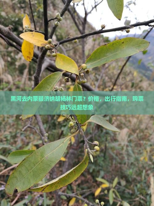 黑河去内蒙额济纳胡杨林门票