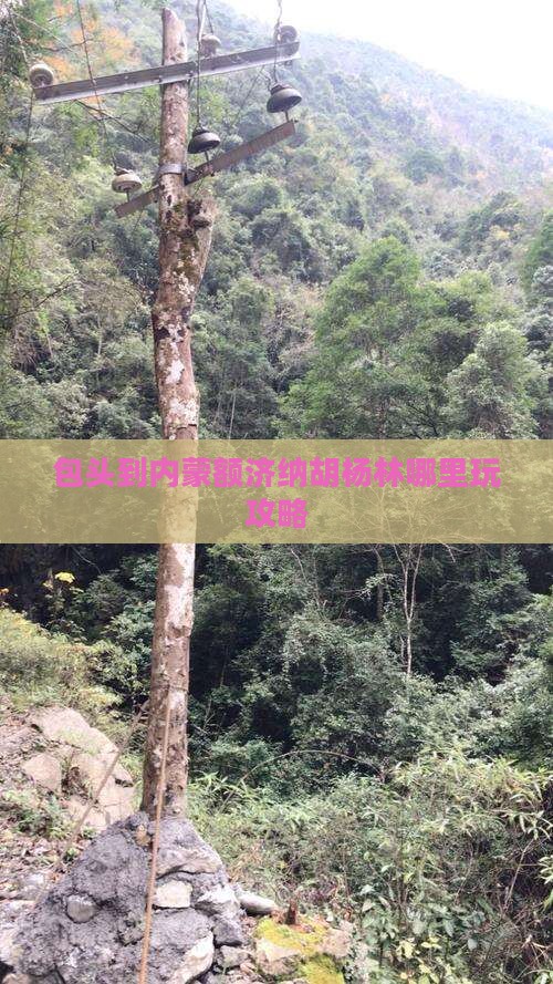 包头到内蒙额济纳胡杨林哪里玩