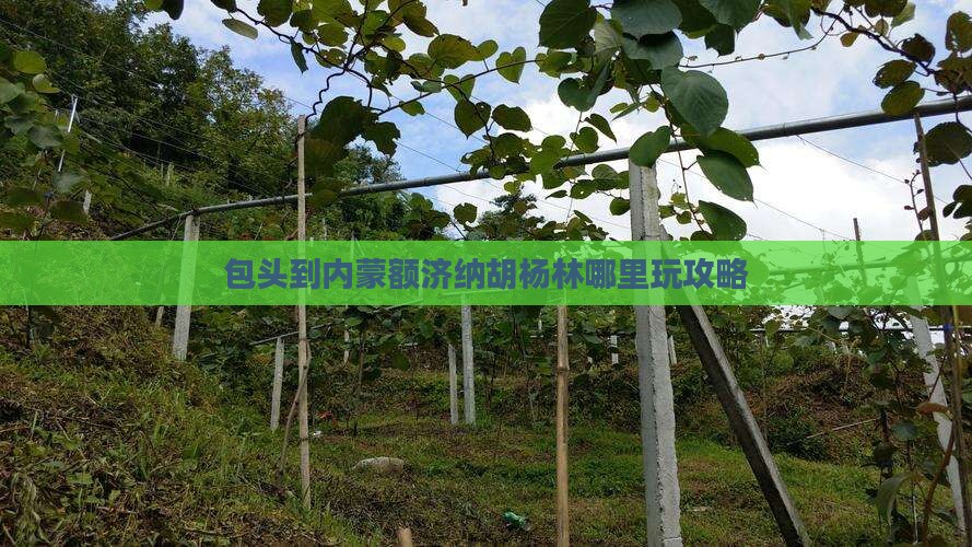 包头到内蒙额济纳胡杨林哪里玩