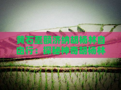 黄石至额济纳胡杨林自由行：探秘神奇胡杨林
