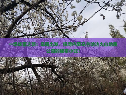 一场味蕾之旅：阜阳出发，探寻内蒙乌兰哈达火山地质公园的秘密小吃！