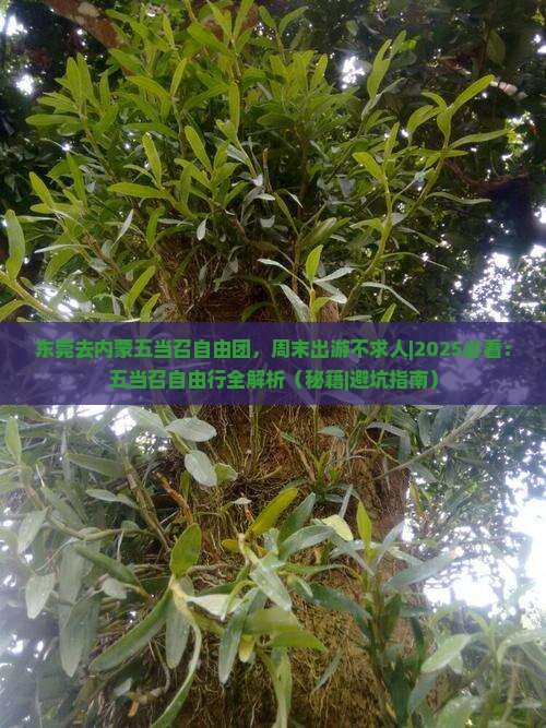东莞去内蒙五当召自由团