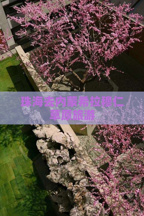 珠海去内蒙希拉穆仁草原旅行社