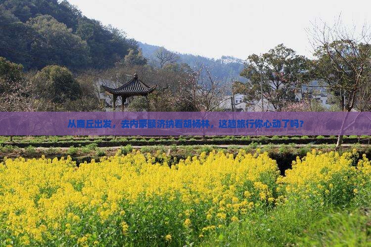 从商丘出发，去内蒙额济纳看胡杨林，这趟旅行你心动了吗？