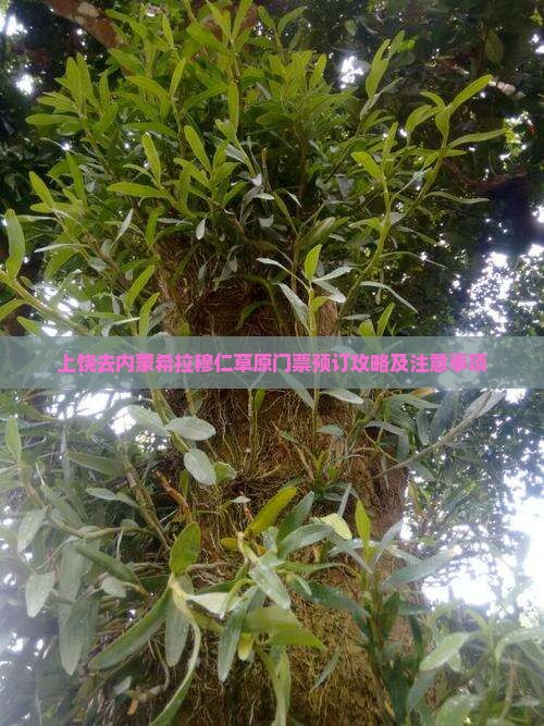 上饶去内蒙希拉穆仁草原门票