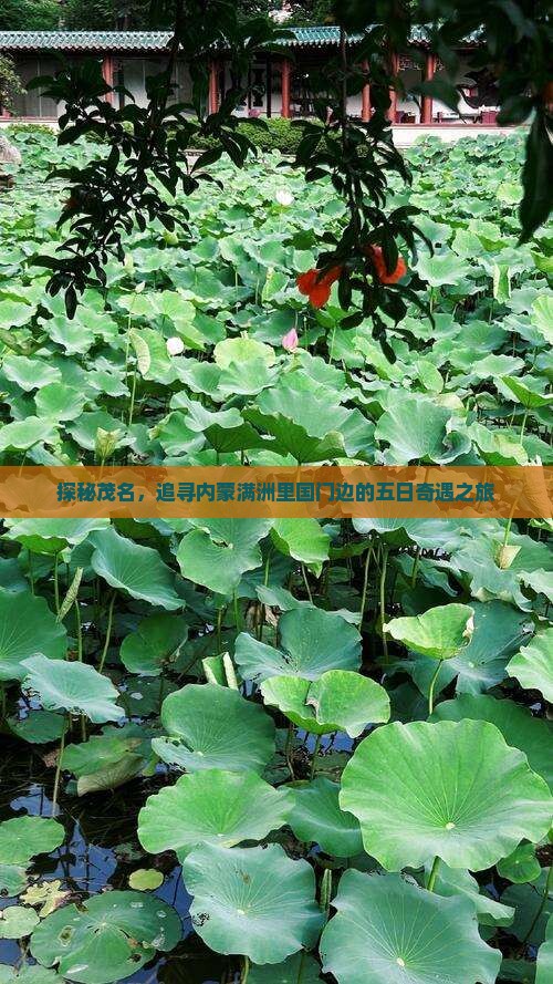 探秘茂名，追寻内蒙满洲里国门边的五日奇遇之旅