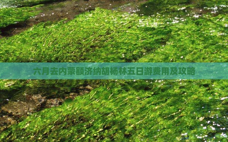 六月去内蒙额济纳胡杨林五日游费用及攻略