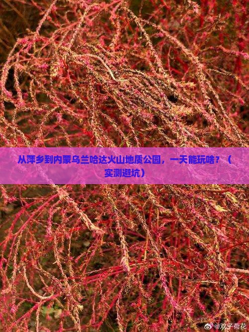 萍乡到内蒙乌兰哈达火山地质公园一日游
