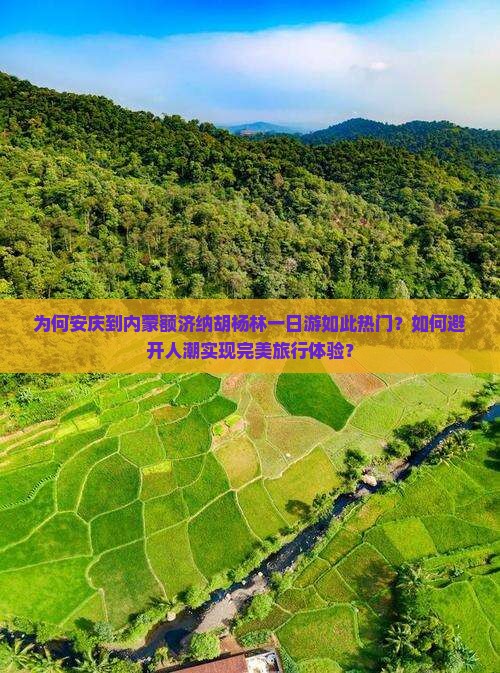 为何安庆到内蒙额济纳胡杨林一日游如此热门？如何避开人潮实现完美旅行体验？