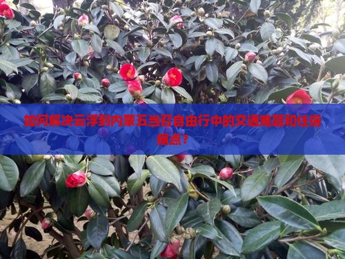 如何解决云浮到内蒙五当召自由行中的交通难题和住宿痛点？