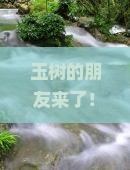 玉树的朋友来了！去内蒙响沙湾的旅行会是怎样的奇妙冒险？