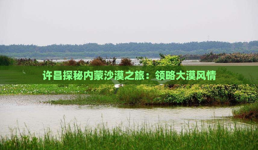 许昌探秘内蒙沙漠之旅：领略大漠风情