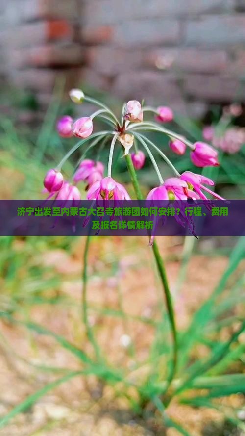 济宁出发至内蒙古大召寺旅游团如何安排？行程、费用及报名详情解析