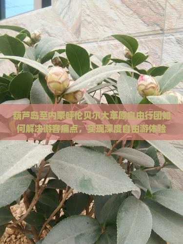 葫芦岛至内蒙呼伦贝尔大草原自由行团如何解决游客痛点，实现深度自由游体验？
