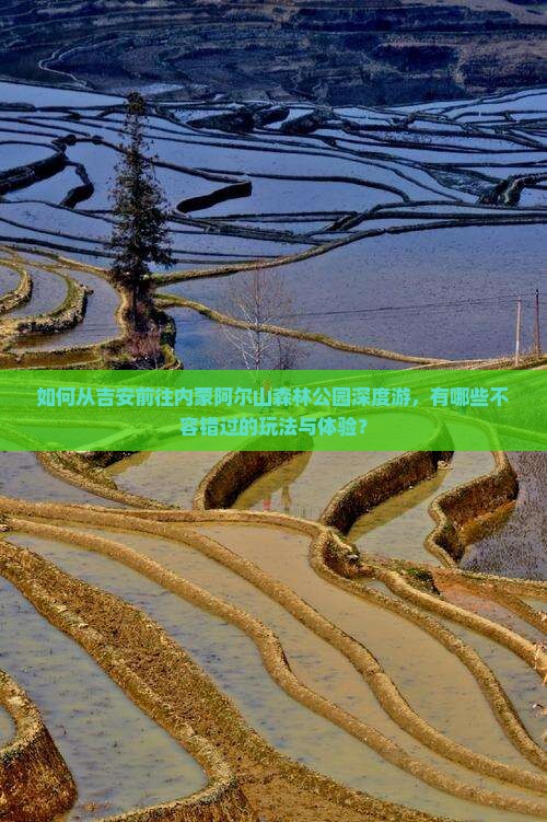 如何从吉安前往内蒙阿尔山森林公园深度游，有哪些不容错过的玩法与体验？