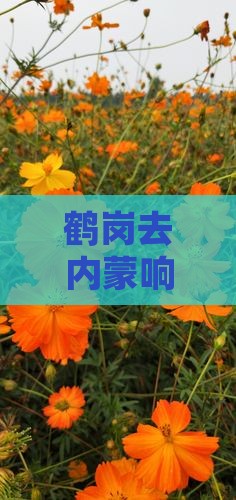 鹤岗去内蒙响沙湾二日游