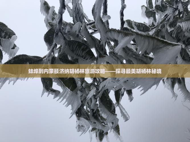 蚌埠到内蒙额济纳胡杨林旅游攻略——探寻最美胡杨林秘境