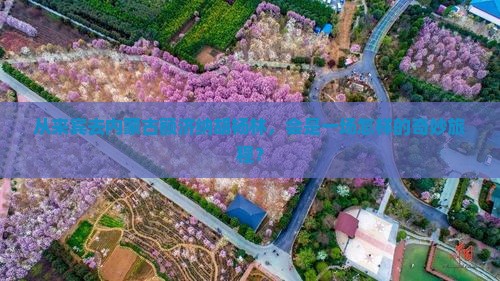 从来宾去内蒙古额济纳胡杨林，会是一场怎样的奇妙旅程？