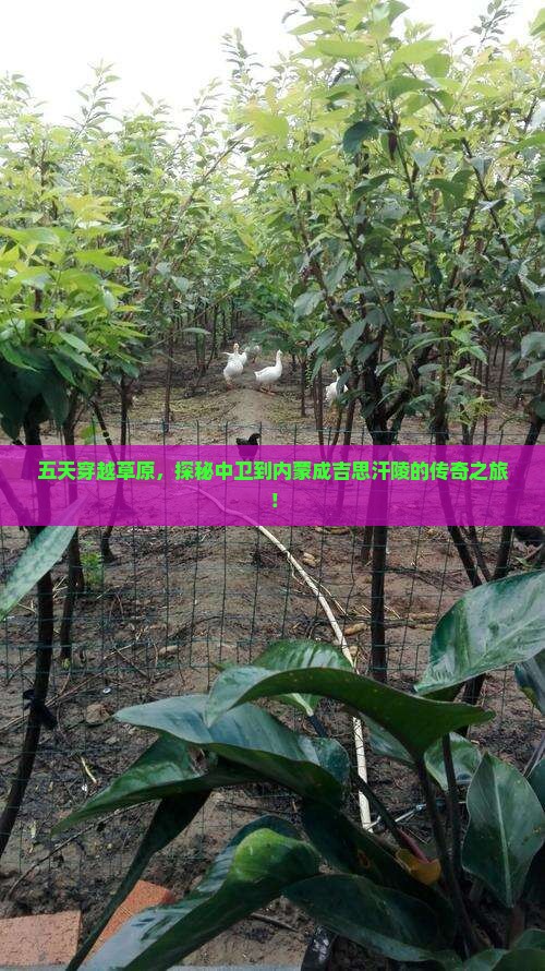 中卫去内蒙成吉思汗陵五日游