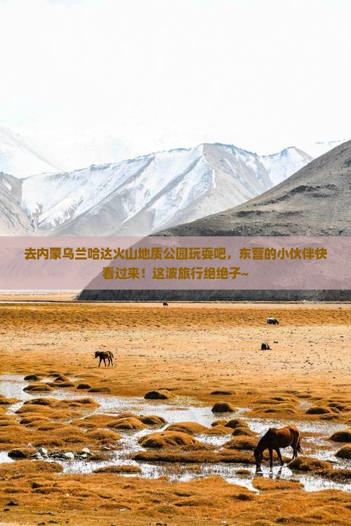 东营去内蒙乌兰哈达火山地质公园旅游