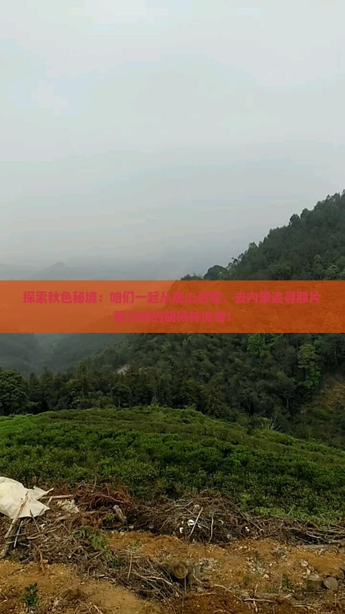 唐山去内蒙额济纳胡杨林团体旅游 唐山去内蒙额济纳胡杨林团体旅游
