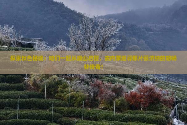 唐山去内蒙额济纳胡杨林团体旅游 唐山去内蒙额济纳胡杨林团体旅游