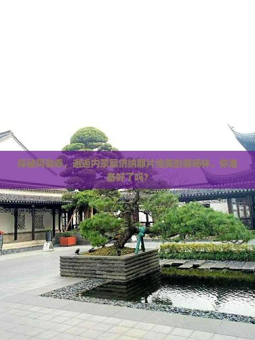 阿勒泰到内蒙额济纳胡杨林旅游