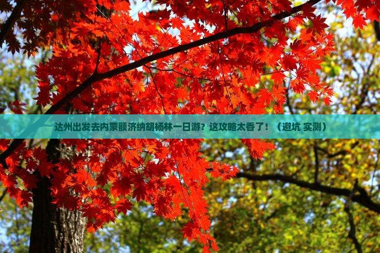 达州去内蒙额济纳胡杨林一日游